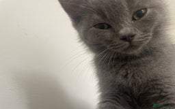 British Shorthair cats for sale: BSH x Ragdoll - Ready Now - Image 3