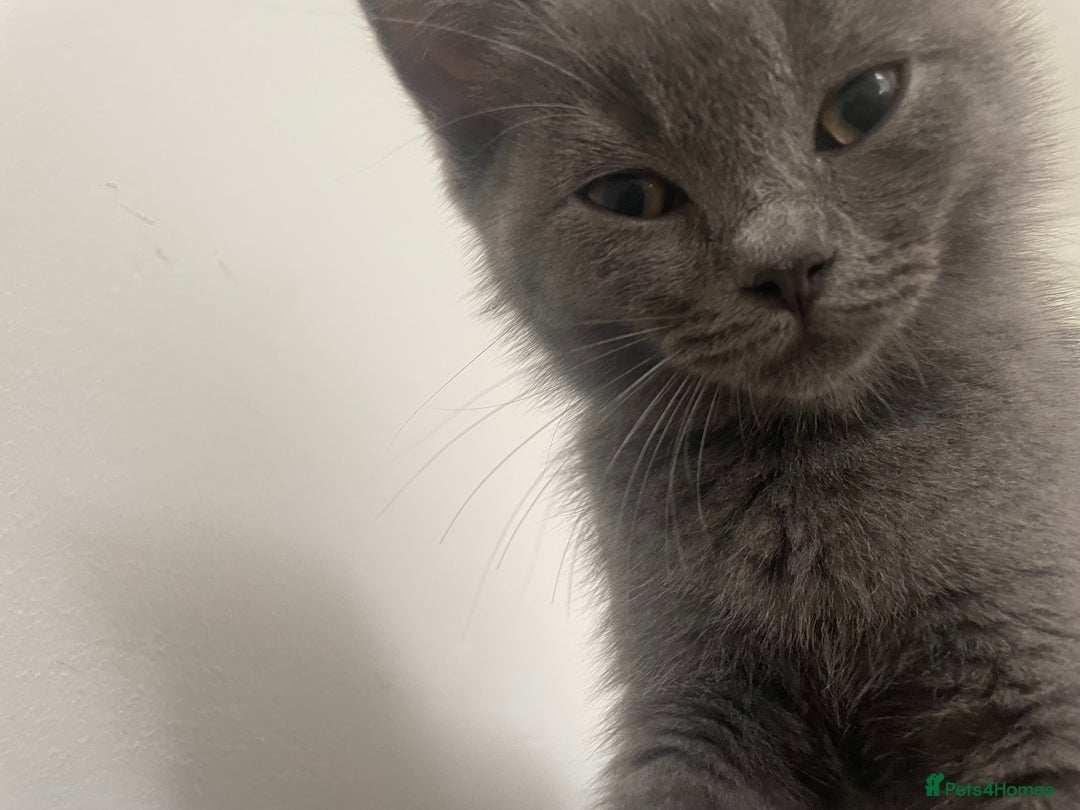 British Shorthair cats for sale: BSH x Ragdoll - Ready Now - Image 3
