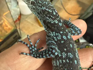 Monitor reptiles Blue Tree Monitor CB baby - Advert 2