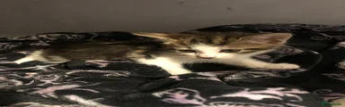 Mixed Breed 1