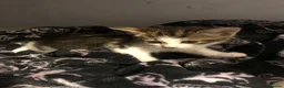 Mixed Breed cats for sale: Female Tabby kitten  in Runcorn - Advert 2
