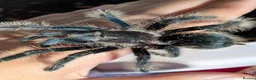 Tarantulas invertebrates for sale: Various Tarantulas (read description)  - Advert 1