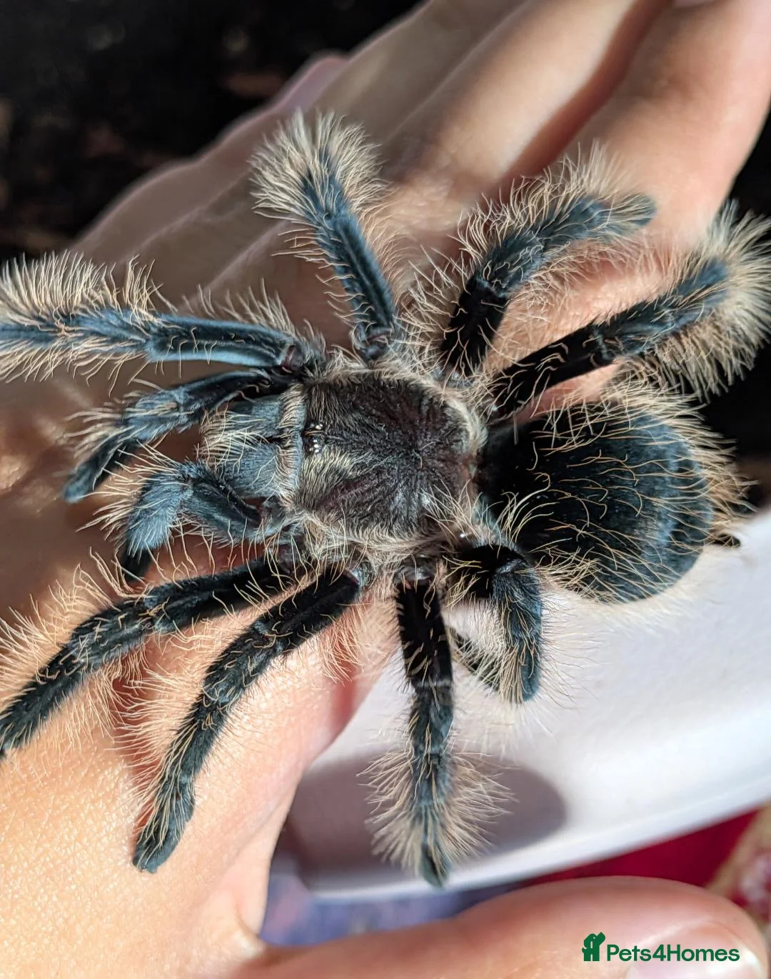 Tarantulas invertebrates for sale: Various Tarantulas (read description)  - Advert 1