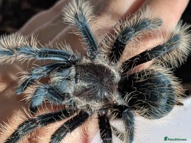 Tarantulas invertebrates for sale: Various Tarantulas (read description) - Advert 1