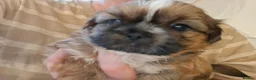 Shih Tzu dogs for sale: 5 beautiful KC reg shih Tzu puppies  - Advert 9