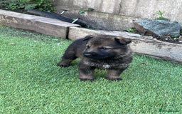 German Shepherd dogs for sale: gorgeous kc reg working blood line German Shepard  - Image 16