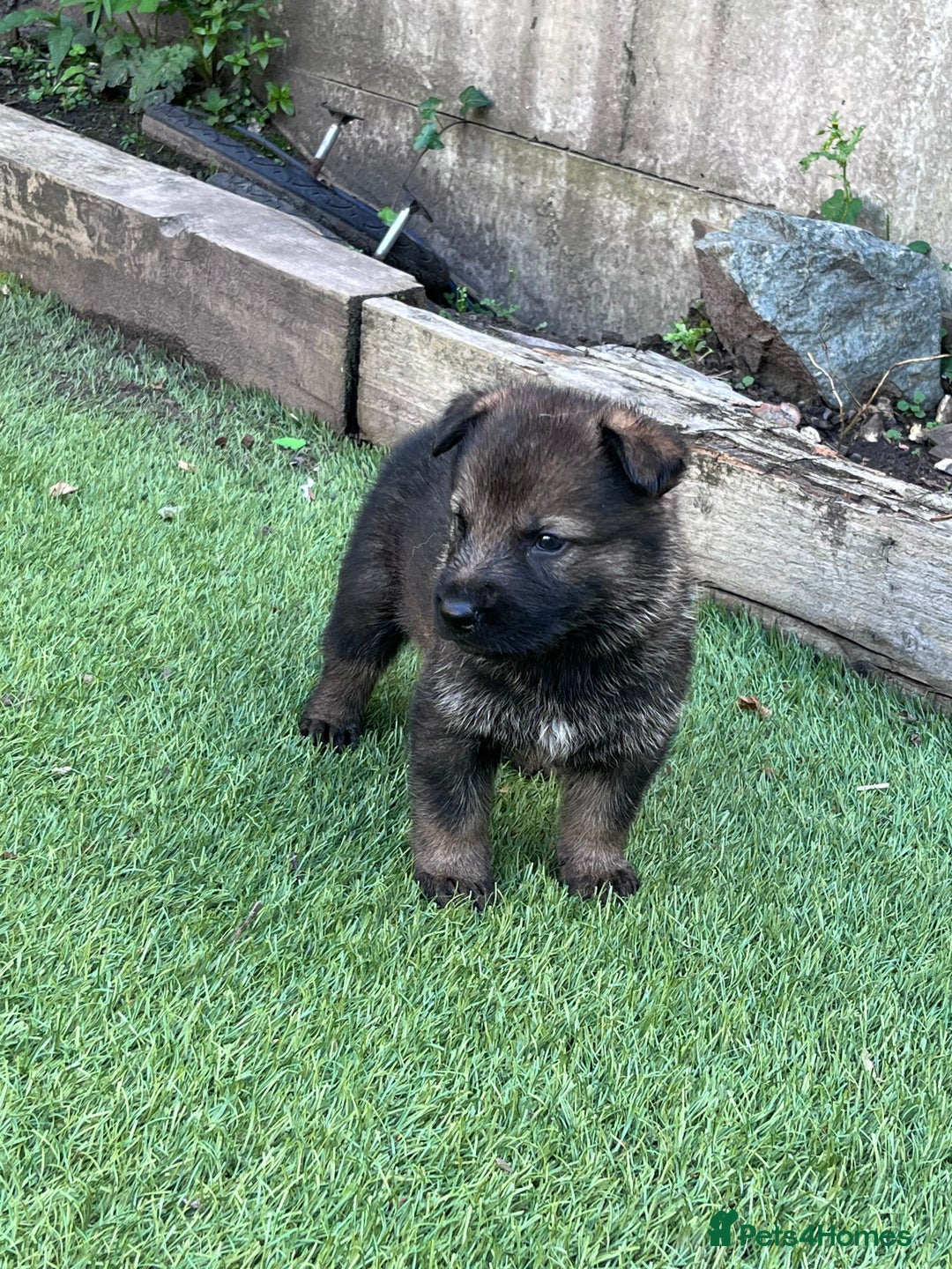 German Shepherd dogs for sale: gorgeous kc reg working blood line German Shepard  - Image 16