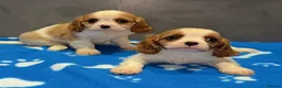 Cavalier King Charles Spaniel dogs for sale: 🐶King Charles cavalier puppy’s ⭐️⭐️⭐️⭐️⭐️ - Advert 19