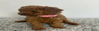 Miniature Poodle Puppy 1
