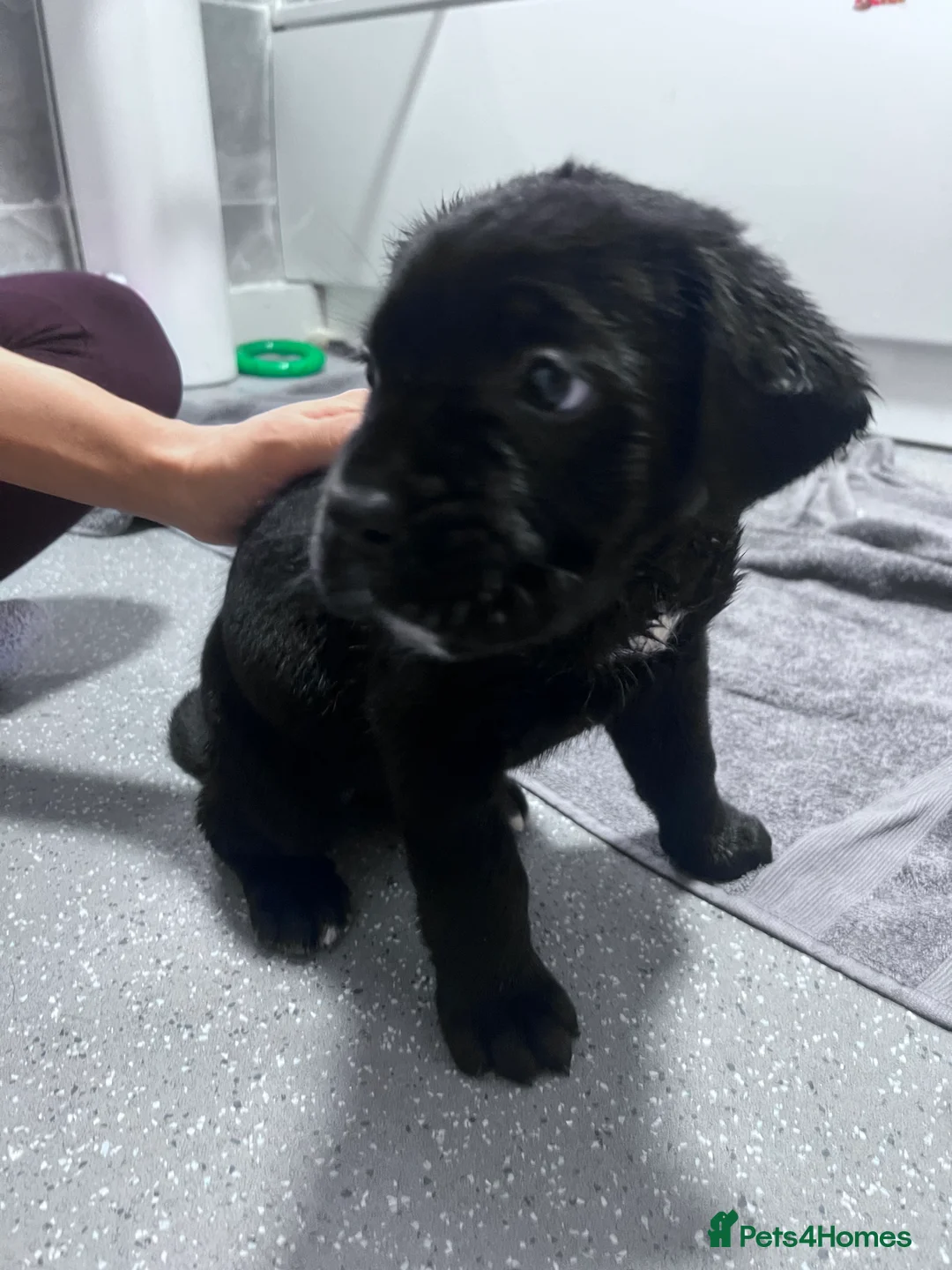 Cane Corso dogs for sale: Cane corsos full pedigree only 4 left - Advert 2