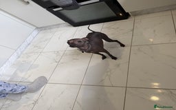 Mexican Hairless dogs for sale: MINI MEXICAN HAIRLESS MALE!   - Image 9