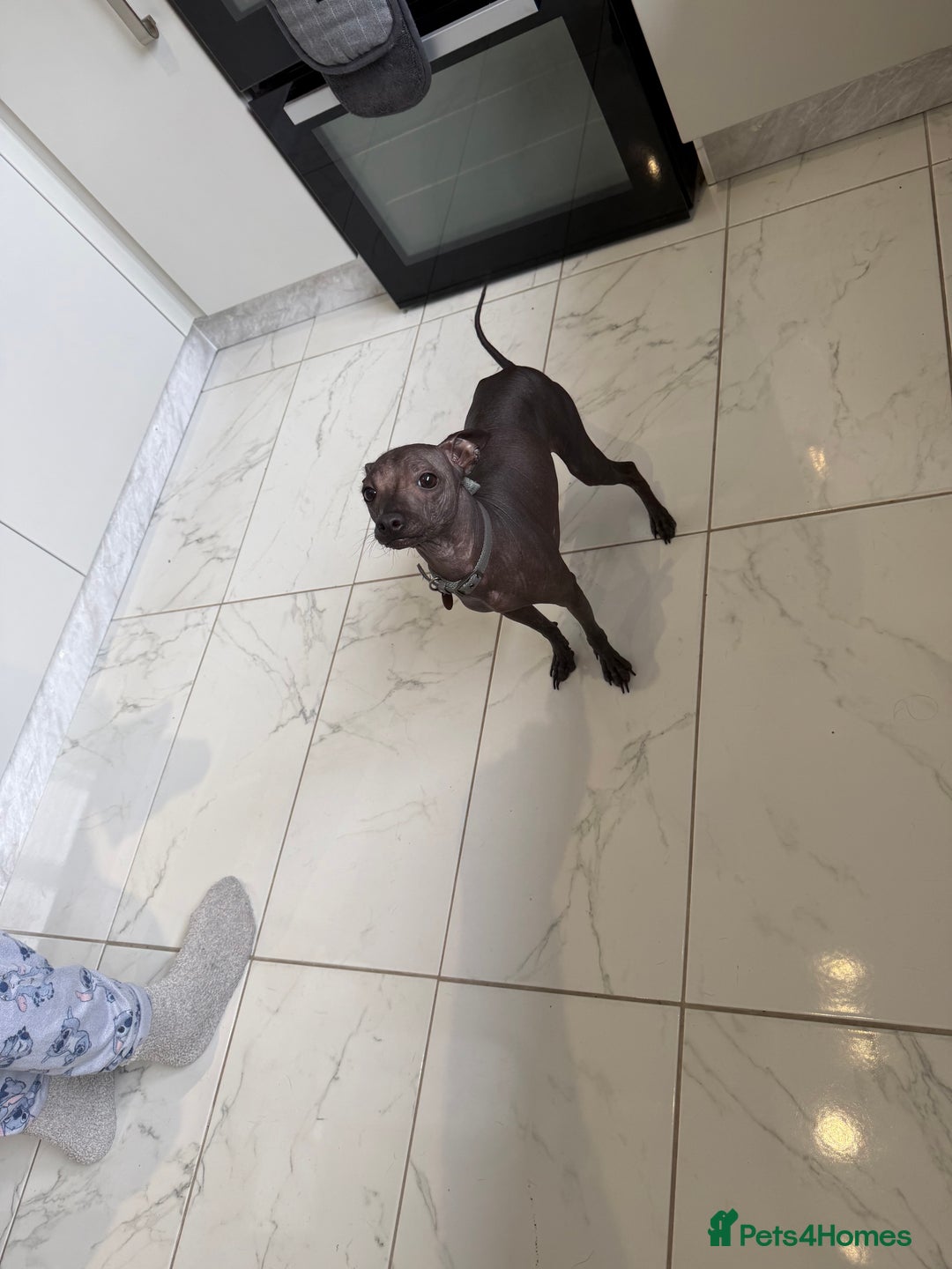 Mexican Hairless dogs for sale: MINI MEXICAN HAIRLESS MALE!   - Image 9