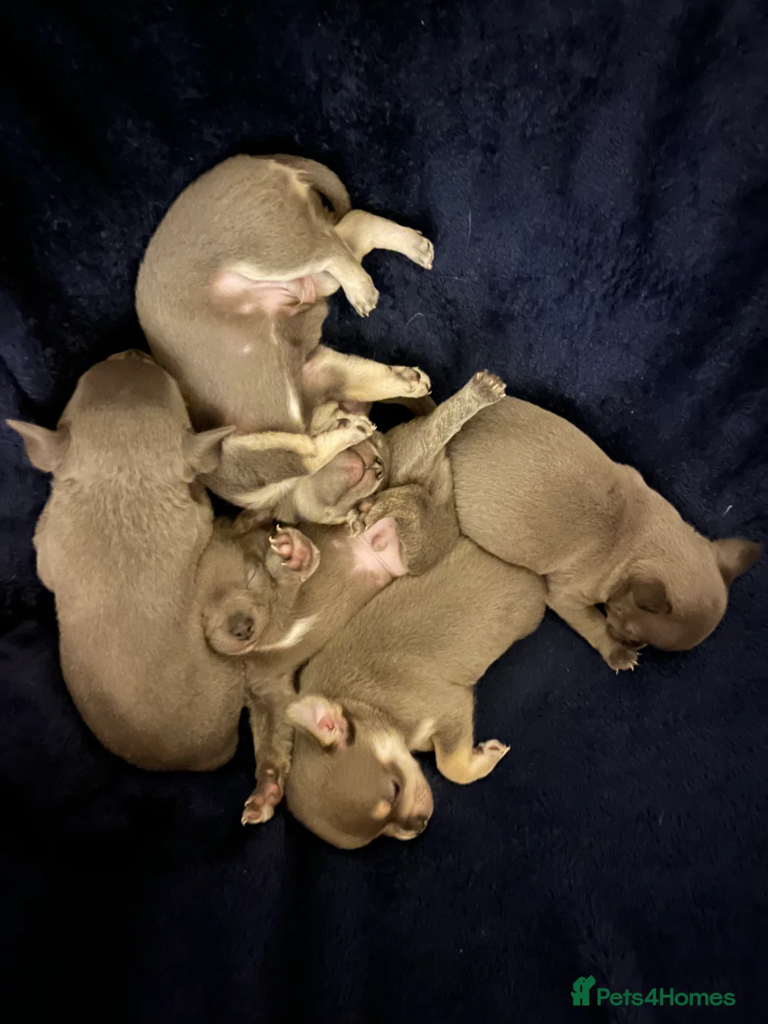 Chihuahua dogs for sale: 1 lilac tri (w/peach and white) and 1 blue boy.  - Advert 3