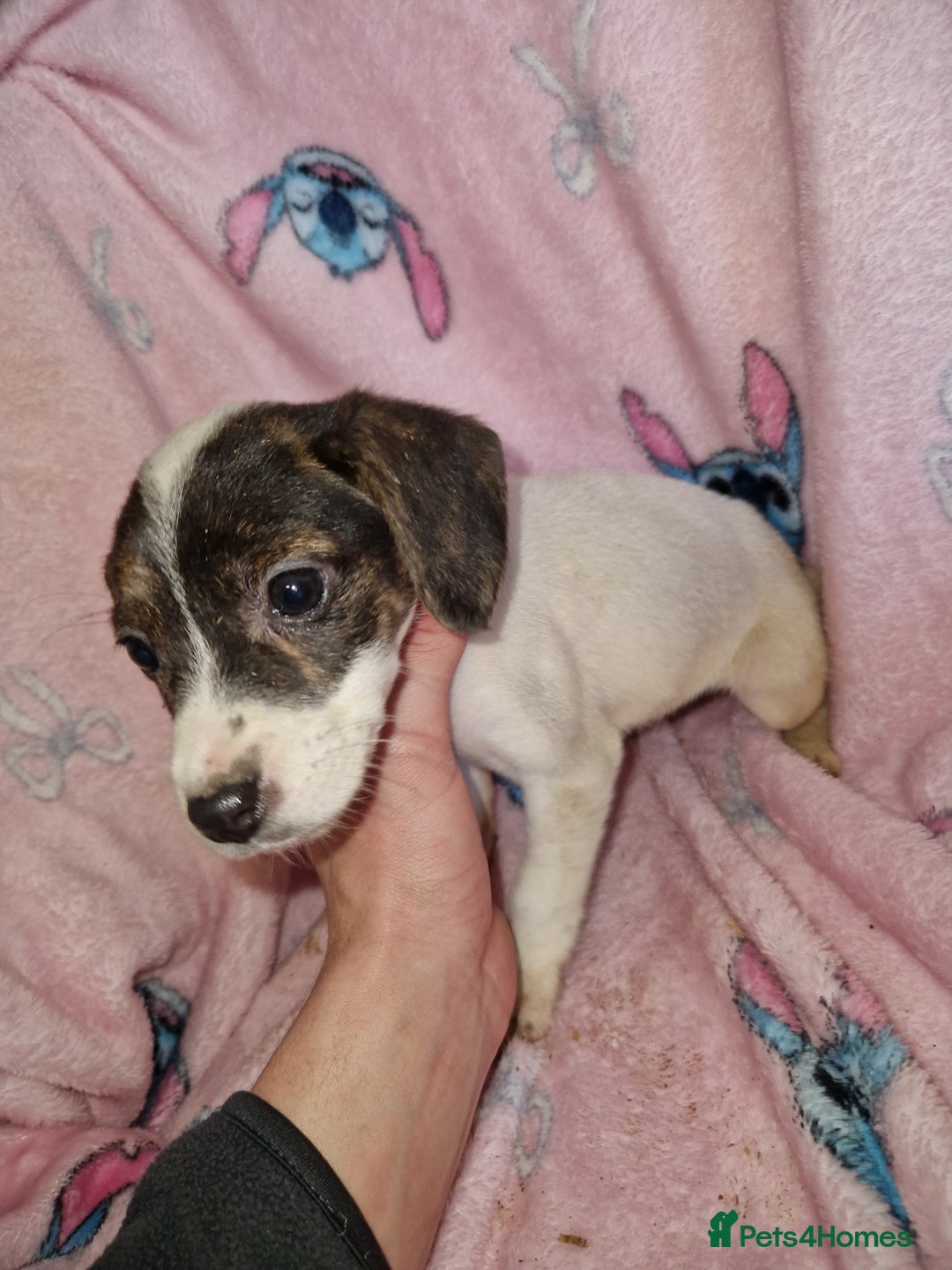 Jack Russell dogs for sale: Jack russel girl pup🎀 - Advert 2