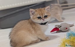 British Shorthair cats for sale: One lovely girl and three handsome boys  - Image 8