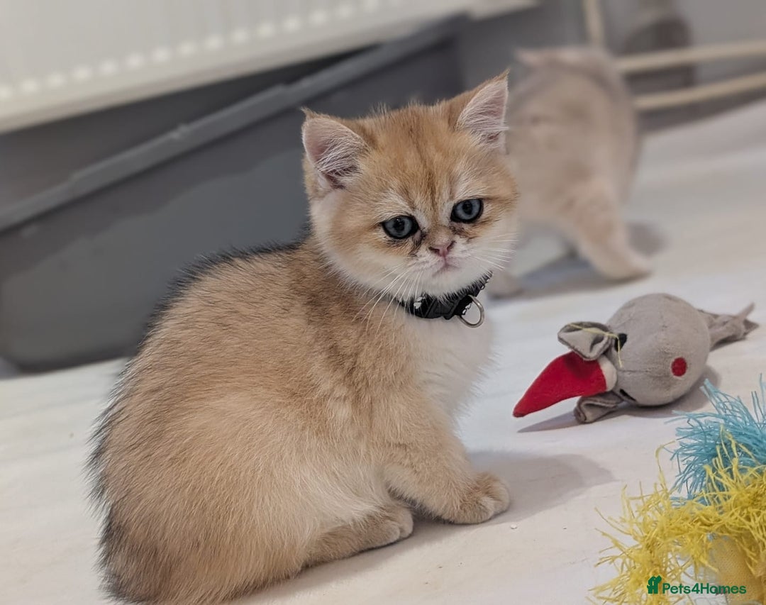 British Shorthair cats for sale: One lovely girl and three handsome boys  - Image 8