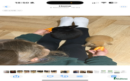 Mini Lop rabbits for sale: 2 male baby mini lops  - Advert 3