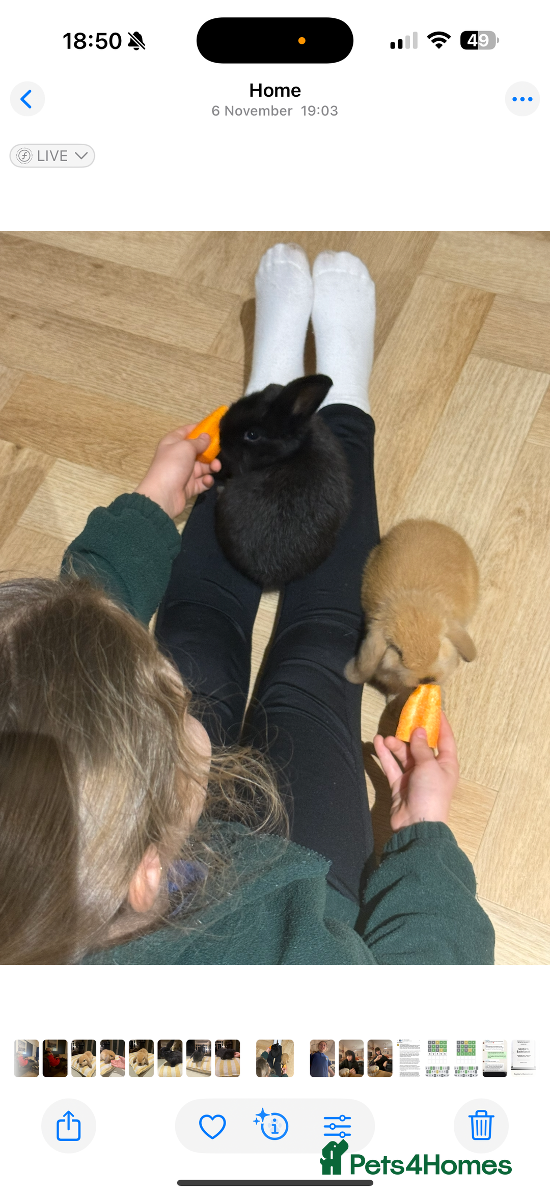 Mini Lop rabbits for sale: 2 male baby mini lops  - Advert 3