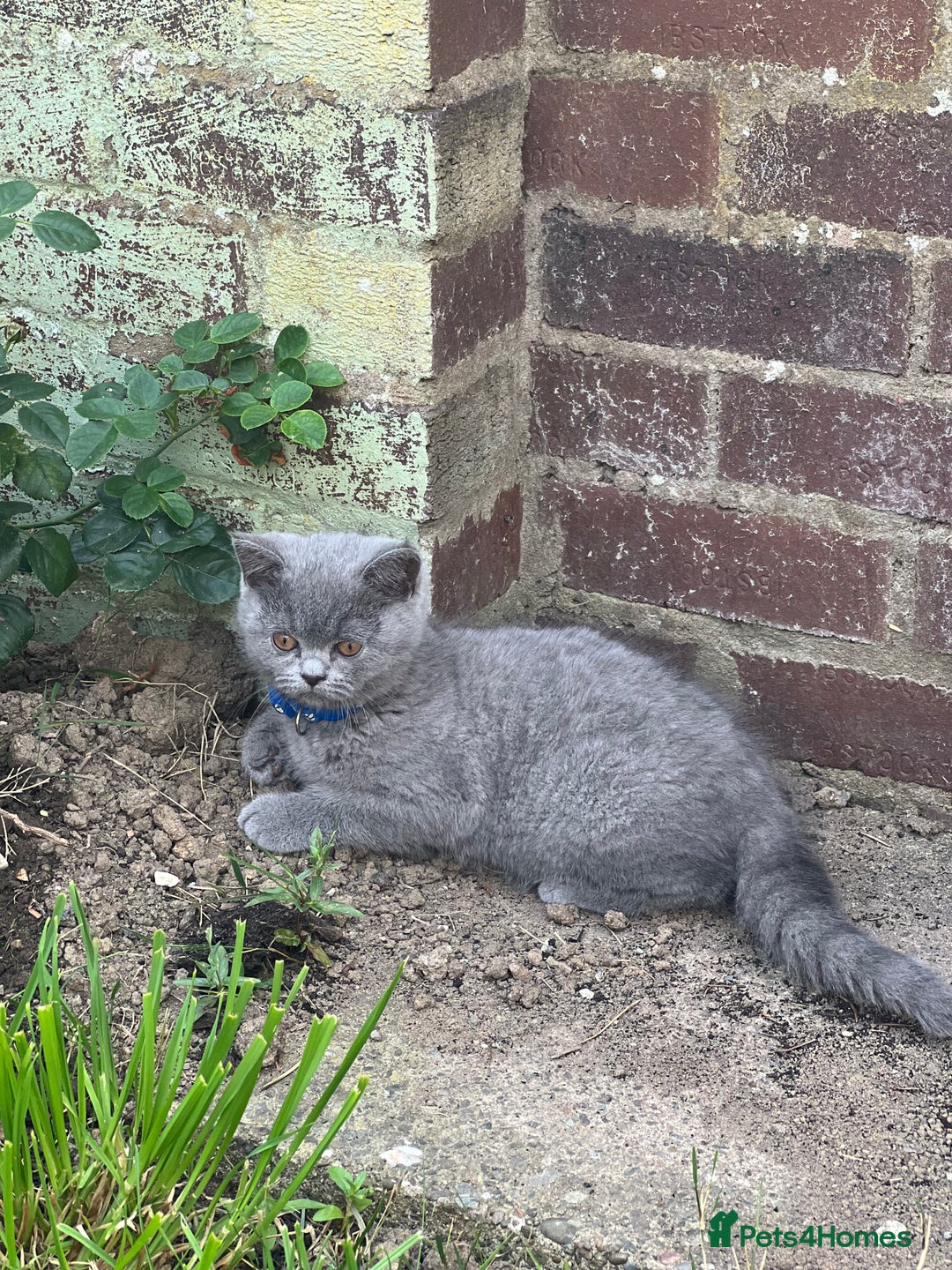 British Shorthair cats for sale: British shorthair  - Image 6