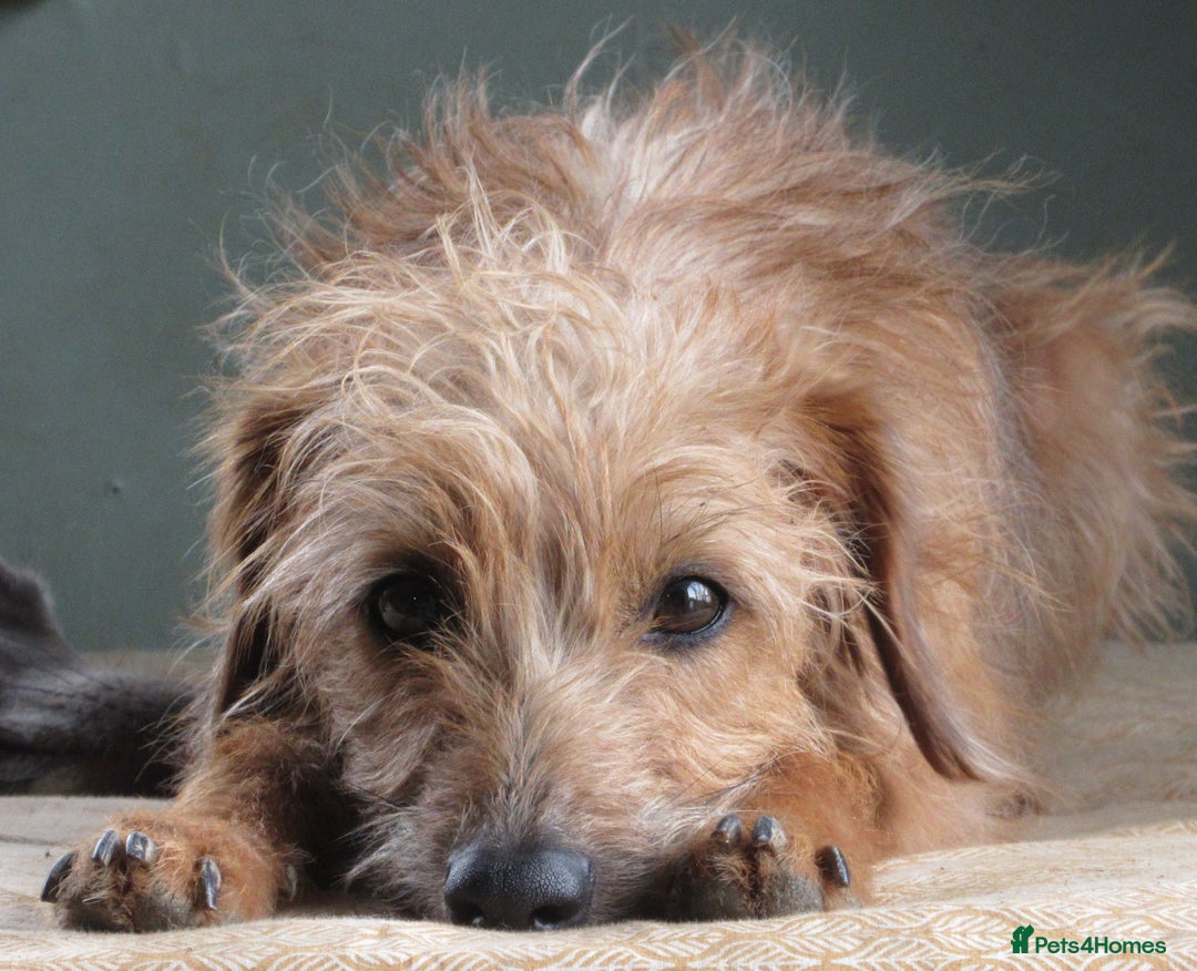 Lurcher dogs for sale: Sports lurchers - Image 9