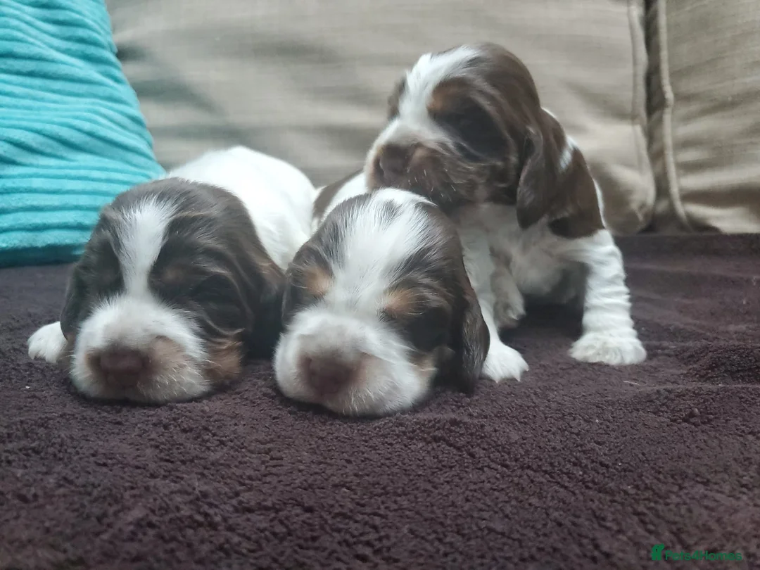 Cocker Spaniel dogs for stud: KC REG SHOW COCKER SPANIEL STUD in Gosport - Advert 25