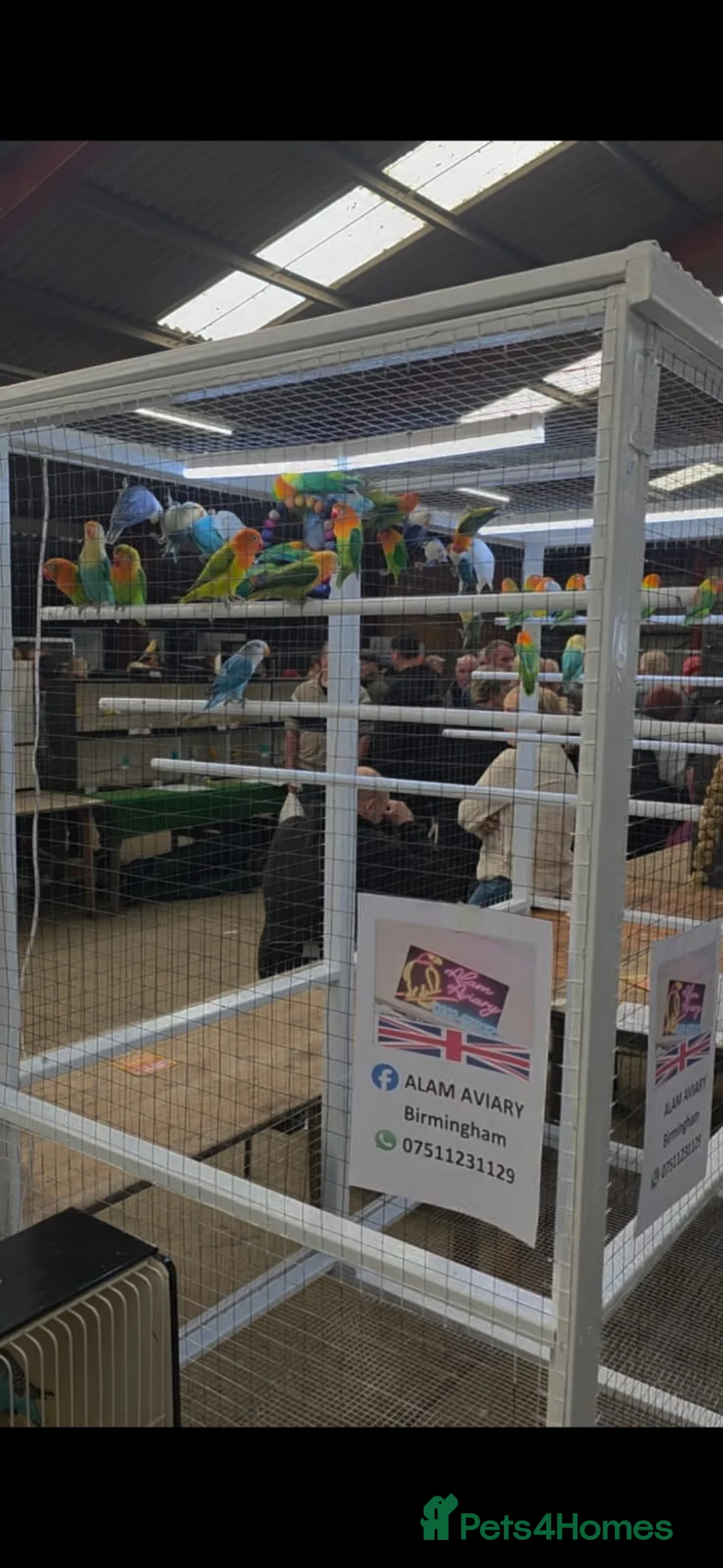 Lovebirds birds for sale: Colour Lovebirds for Sale - Advert 1