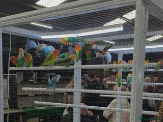 Lovebirds birds Colour Lovebirds for Sale - Advert 3