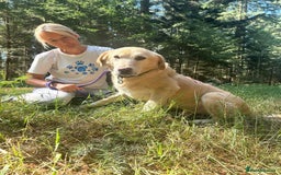 Labrador Retriever dogs for adoption: Rupert - Norwich Norfolk  - Image 18