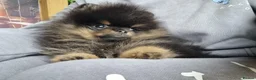 Pomeranian dogs for sale: THE LAST ONE luxury Pomeranian Puppy for sale!!! - Advert 8
