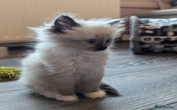 Ragdoll cats for sale: 2 stunning ragdoll kittens  - Image 6