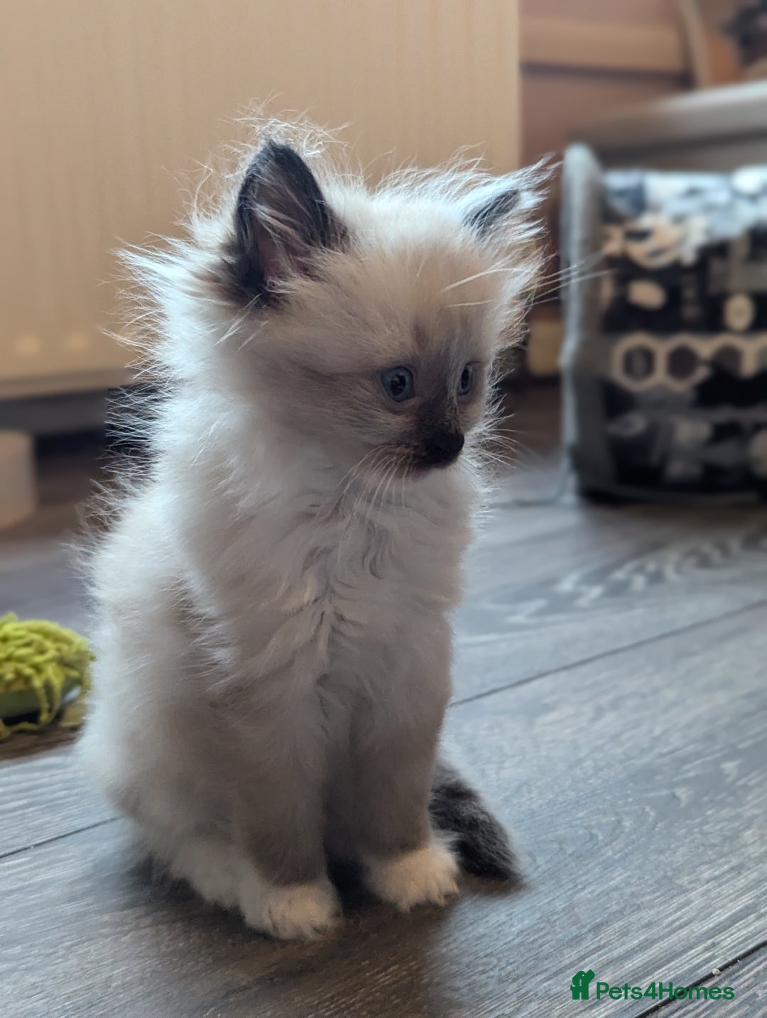 Ragdoll cats for sale: 2 stunning ragdoll kittens  - Image 6