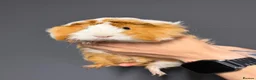 Guinea Pig rodents for sale: Female Guinea pigs  - Advert 7