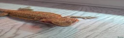 Bearded Dragon reptiles for sale: BEARDED DRAGON - Advert 6