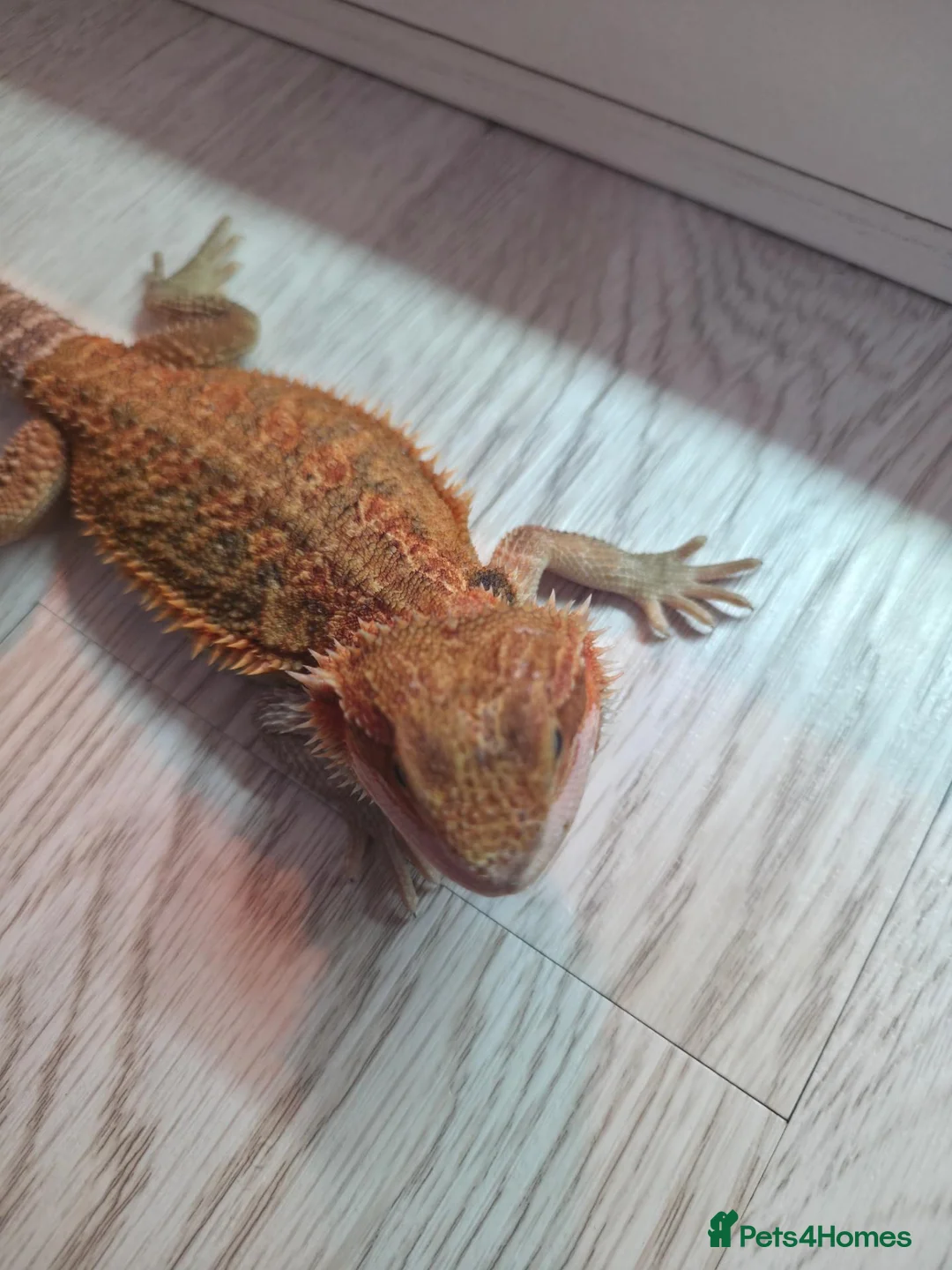 Bearded Dragon reptiles for sale: BEARDED DRAGON - Advert 6