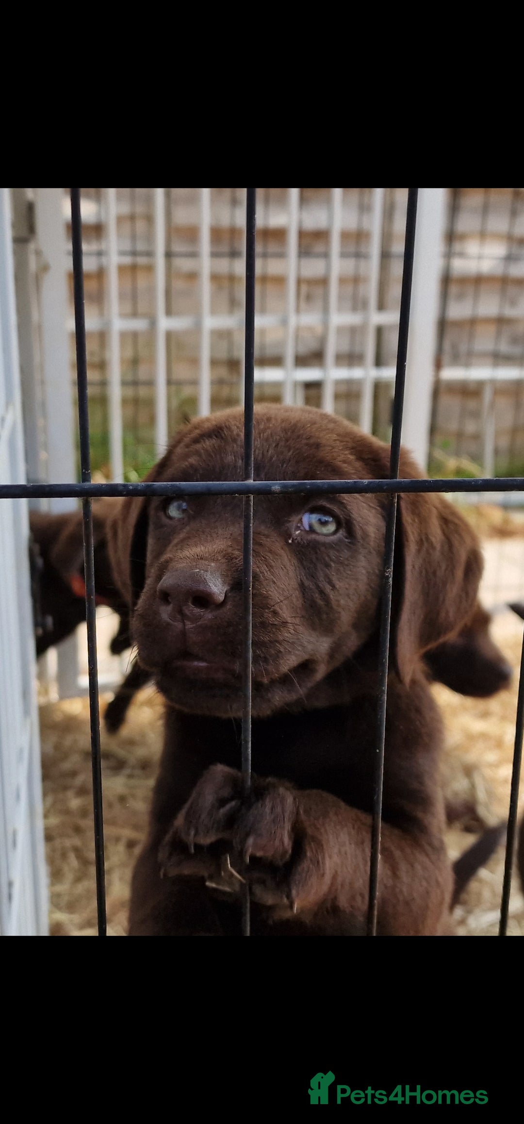 Labrador Retriever dogs for sale: KC REG.. READY NOW!. CHOCOLATE LABRADOR  - Image 15
