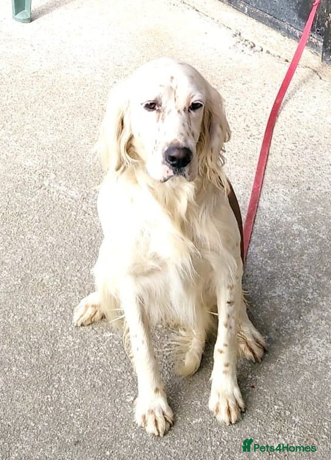 English Setter dogs for adoption: Dana  - Advert 9