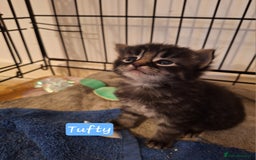 Domestic Shorthair cats for sale: Babies ready for their new homes NOW 🥰 - Image 7
