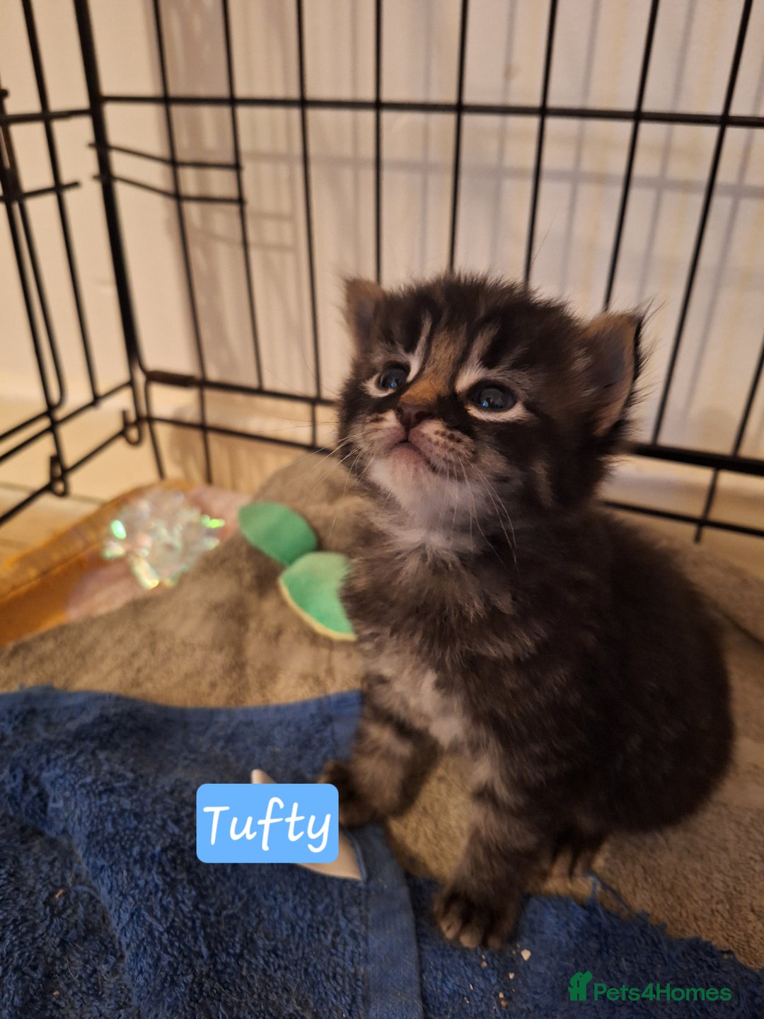 Domestic Shorthair cats for sale: Babies ready for their new homes NOW 🥰 - Image 7