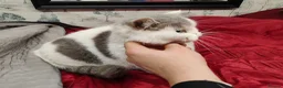Scottish Fold cats for sale: Scottish fold queen - Advert 7