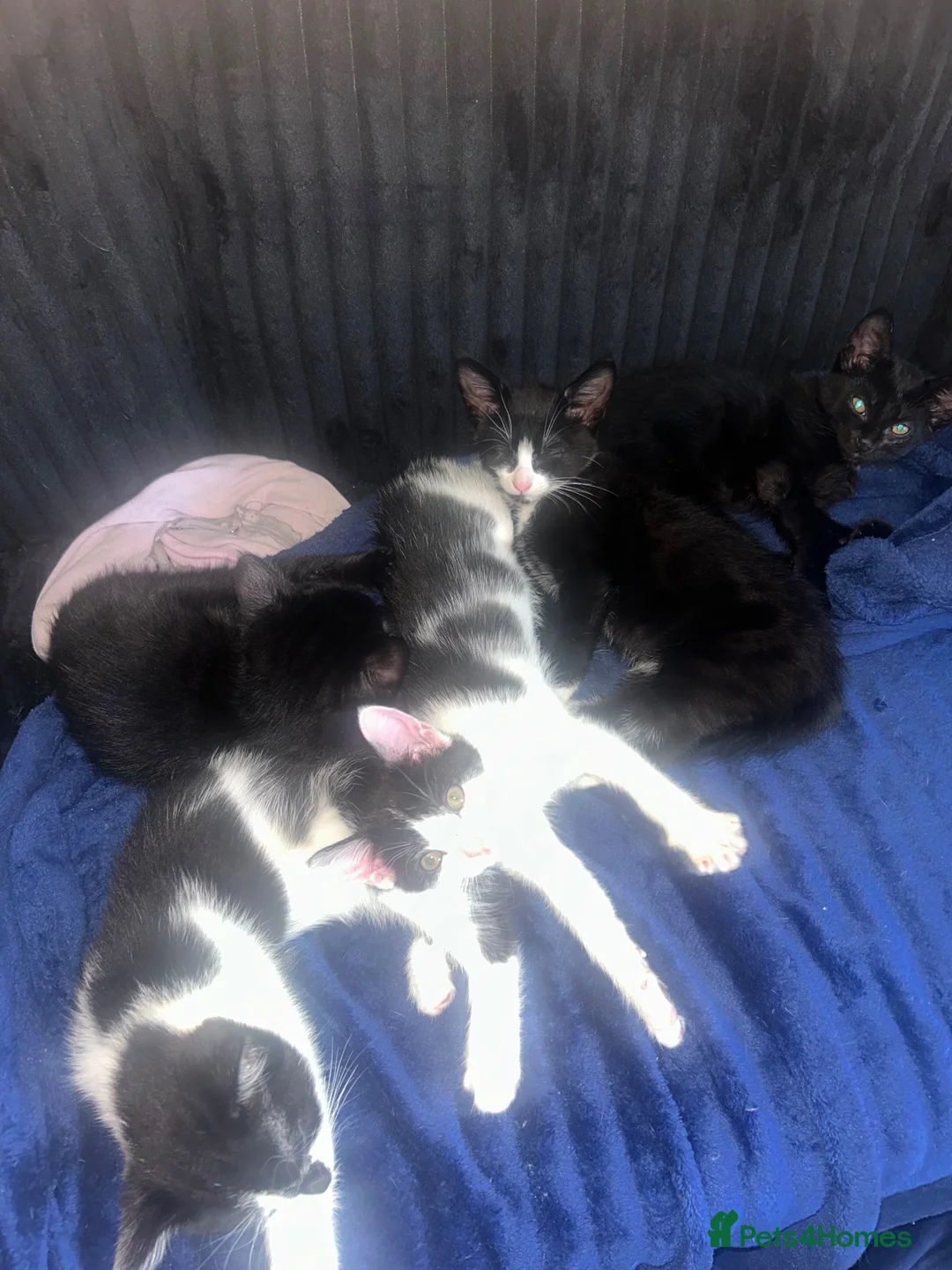 Domestic Shorthair cats for sale: 3 black and white kittens in Birmingham - Advert 1