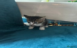 Domestic Shorthair cats for sale: Kittens looking for their forever home  - Image 15
