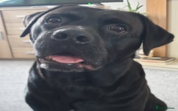 Cane Corso dogs for stud: Cane corso stud - Image 1