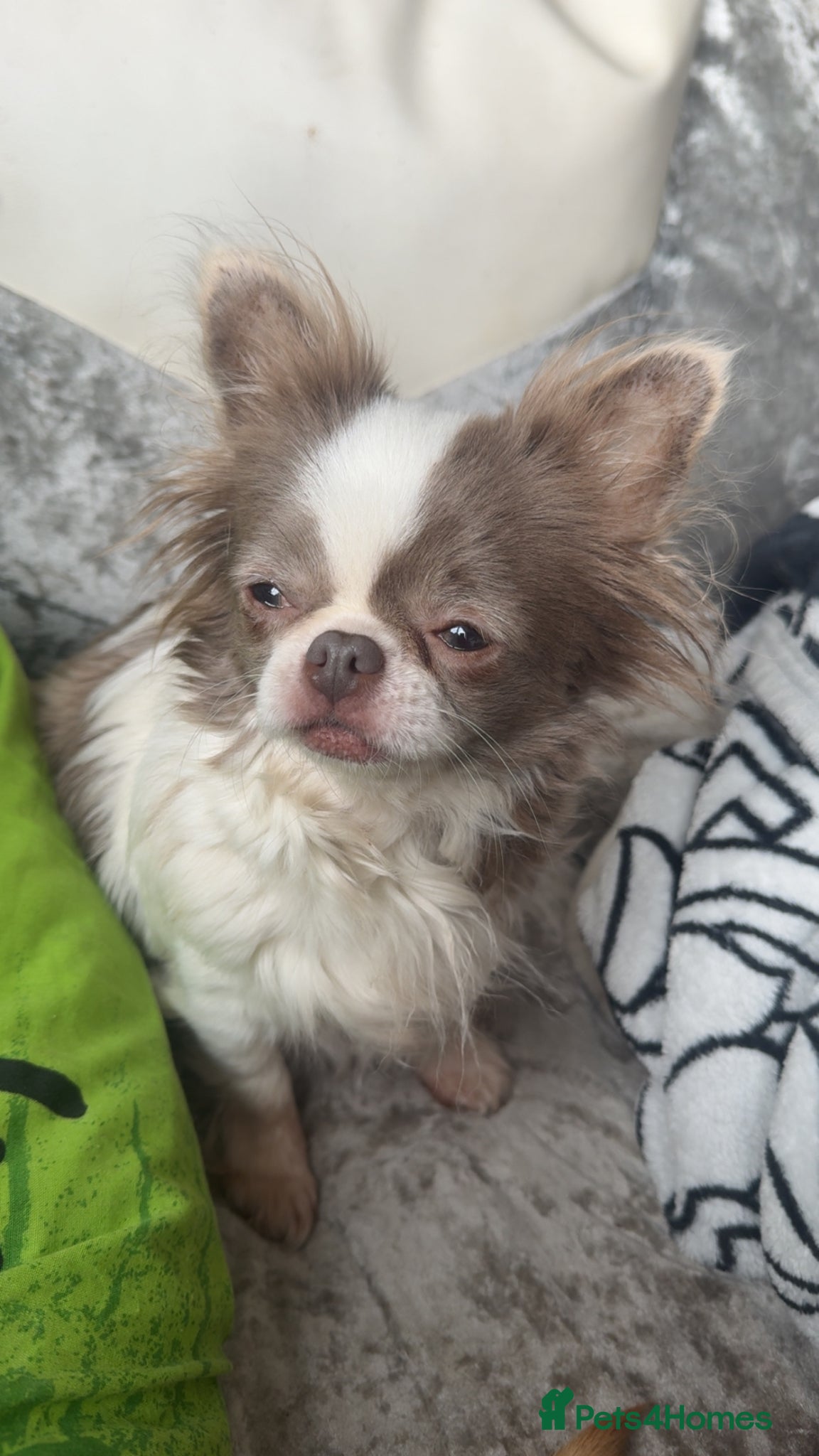 Chihuahua dogs Stunning Longcoat blue female & Choclate male  - Advert 2