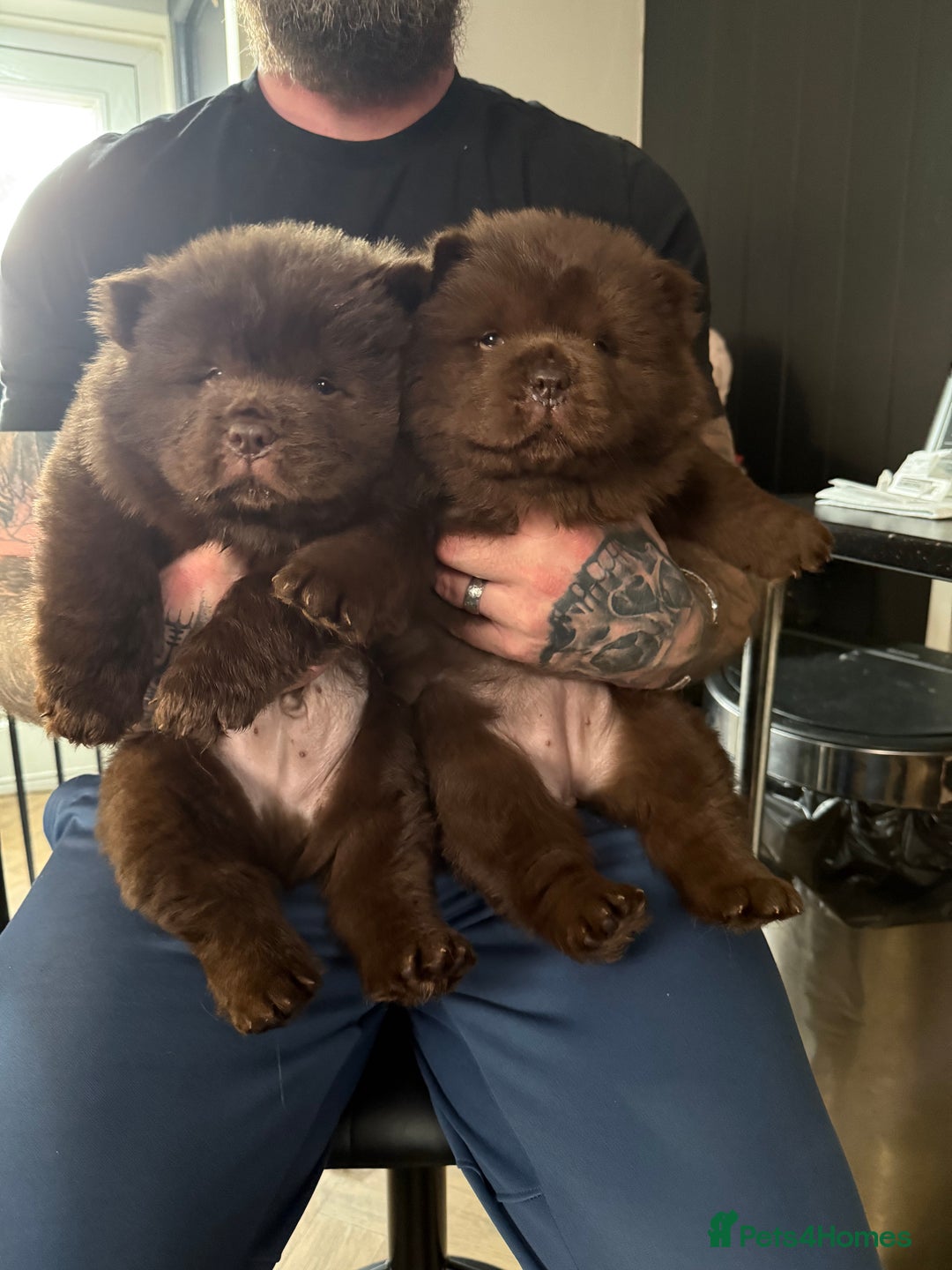 Chow Chow dogs for sale: (READY NOW) Chocolate chow chow female - Advert 1