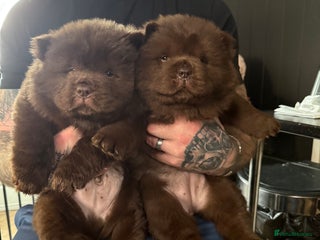 Chow Chow dogs Chocolate chow chow (REDUCED) - Advert 4