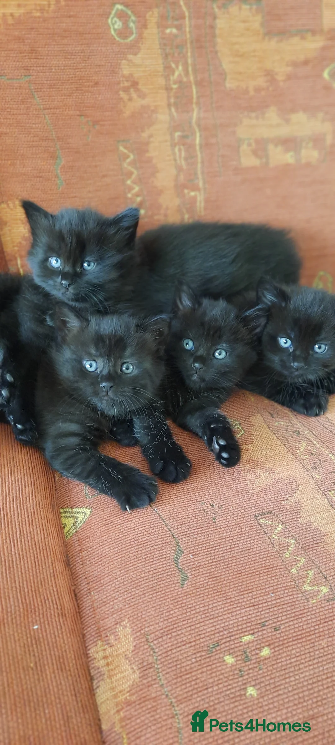 Mixed Breed cats for sale: 4 adorable kittens for sale - Advert 1