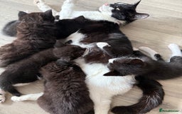 British Shorthair cats for sale: 4 Beautiful Girls!  - Image 8