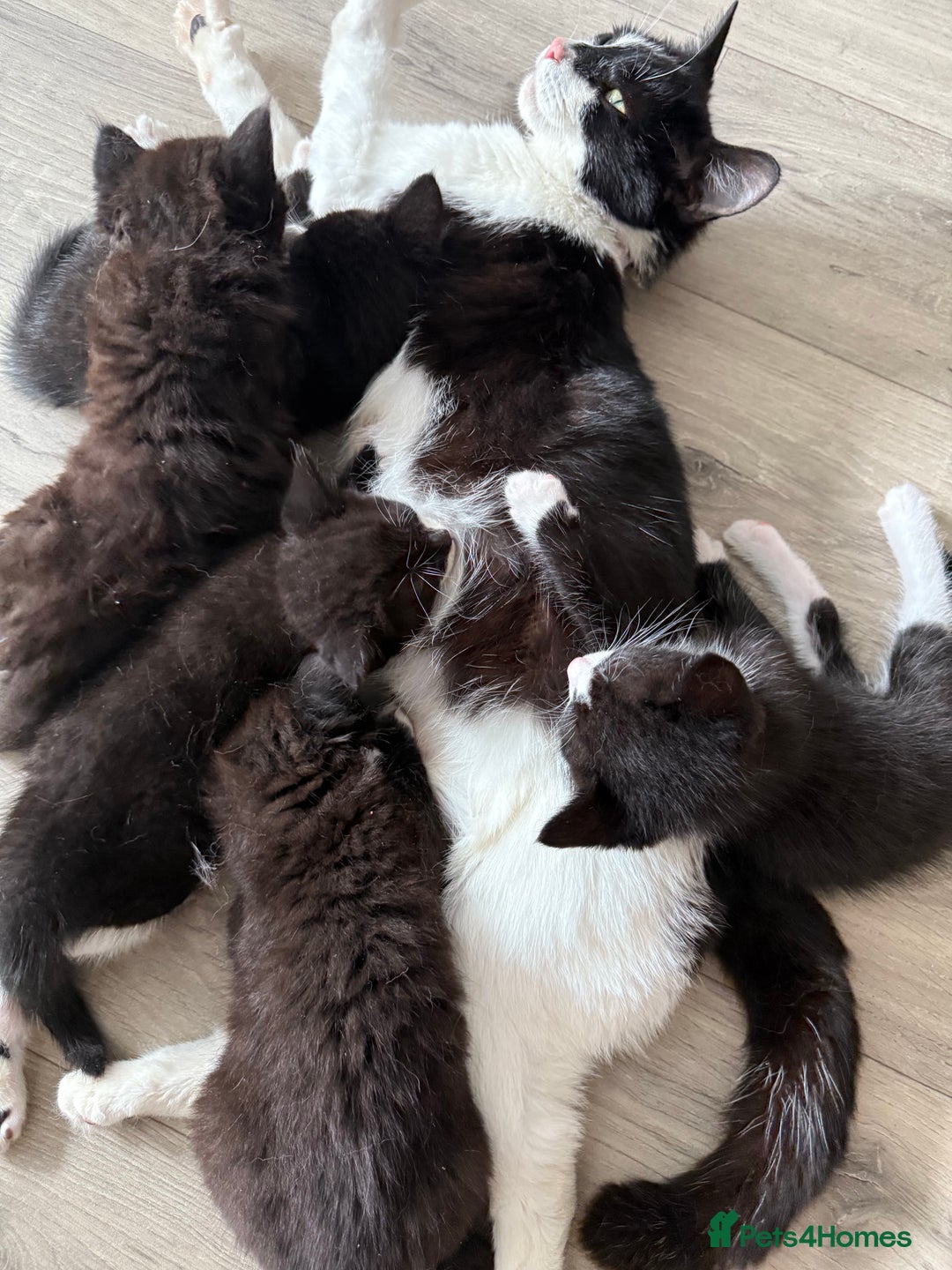 British Shorthair cats for sale: 4 Beautiful Girls!  - Image 8