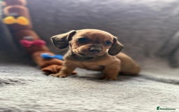 Miniature Dachshund dogs for sale: Smooth haired Miniature dachshunds - Image 5