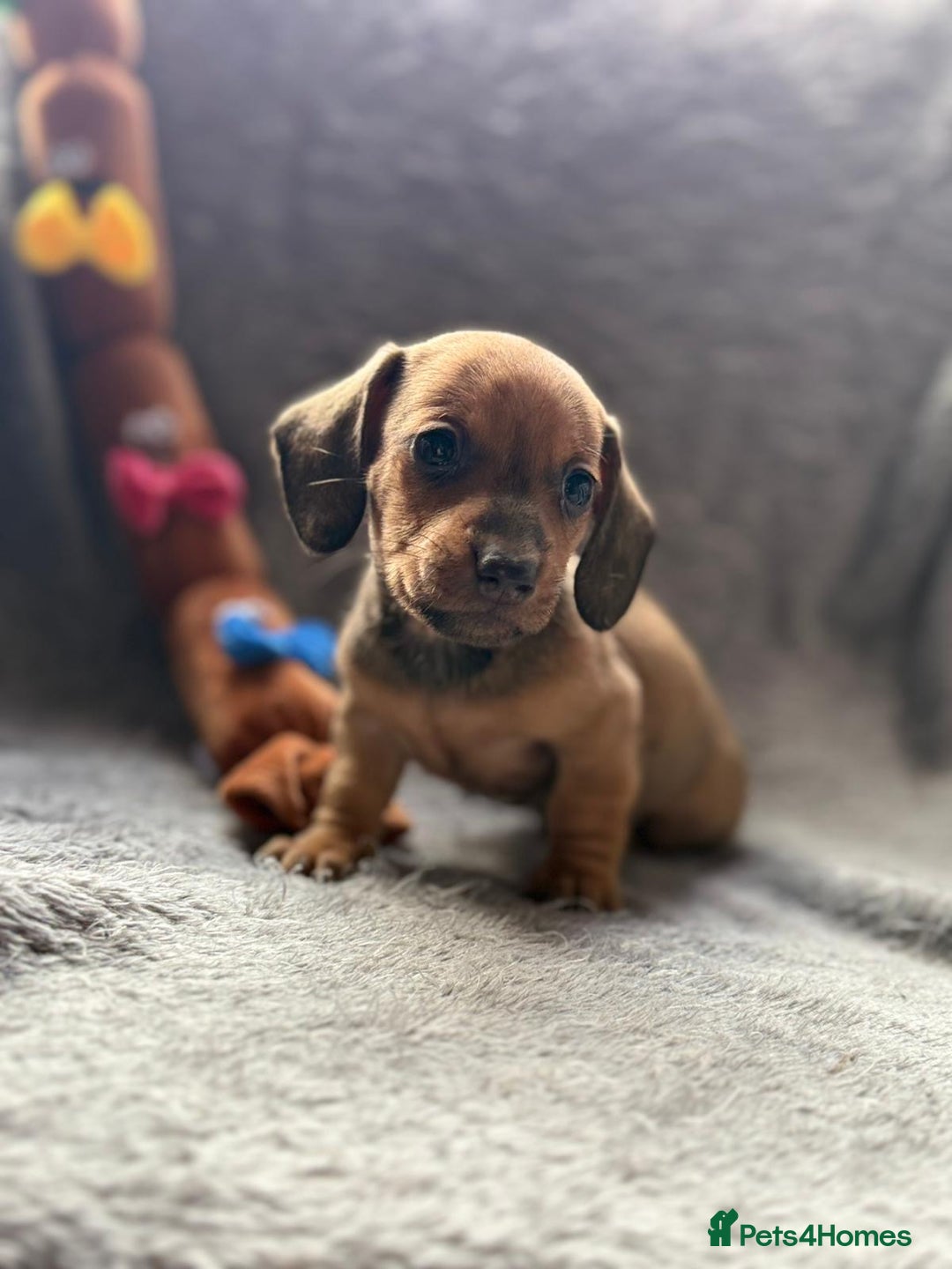 Miniature Dachshund dogs for sale: Smooth haired Miniature dachshunds - Image 5